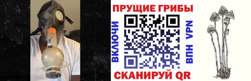 Псилоцибиновые грибы прущие грибы  Вихоревка 